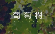 《葡萄樹》我朋友佩恩寫的原創歌曲！🥰 黃友聞 鋼琴翻唱