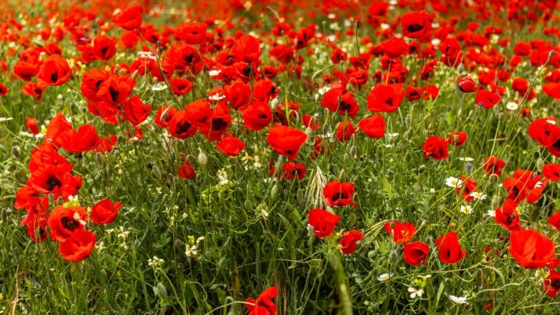 本周末天气以晴朗和多云为主，气温舒适且高于往年同期水平，山区和内陆地区气温将逐步回升，但沿海平原地区 ...